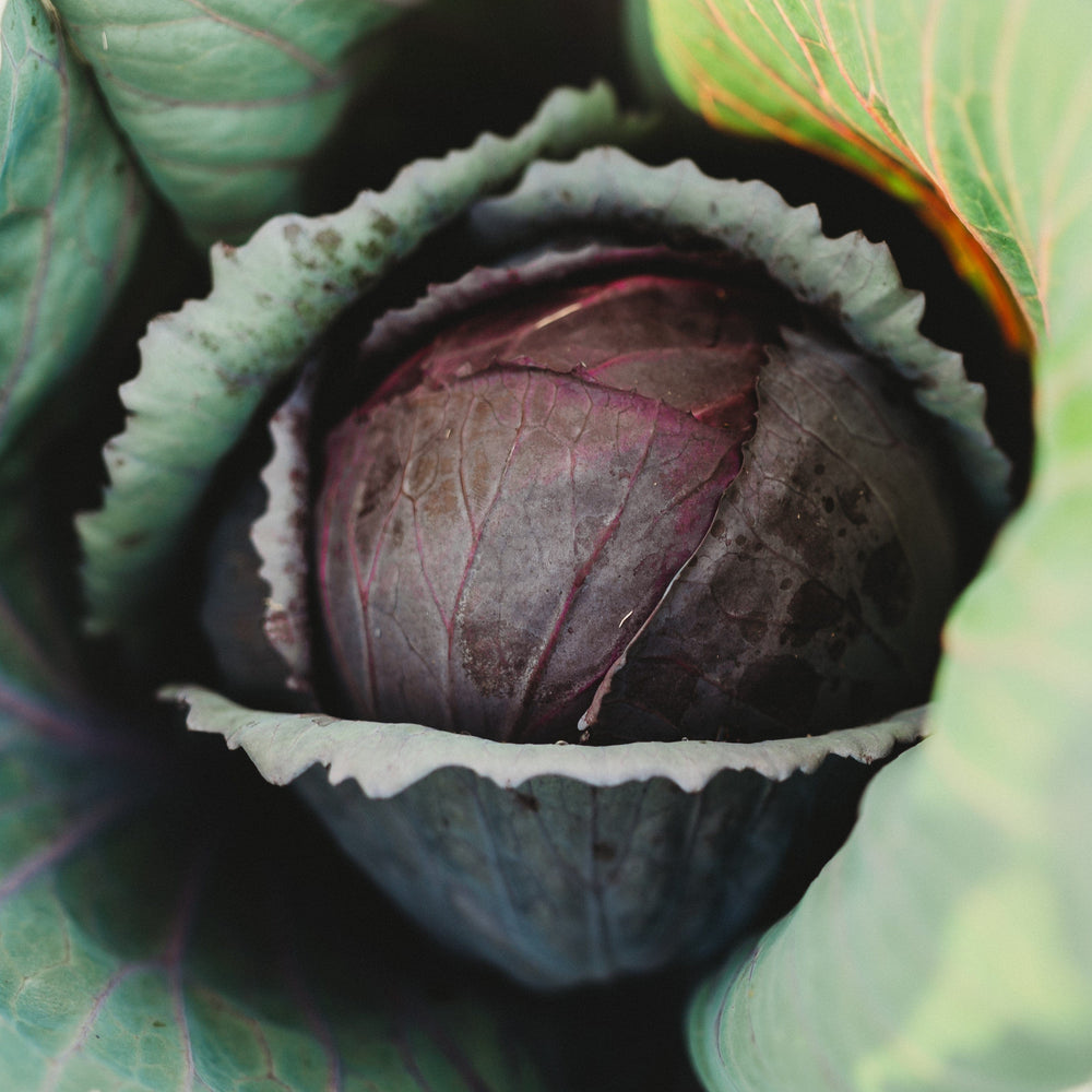 Red Acre Cabbage