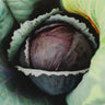 Red Acre Cabbage