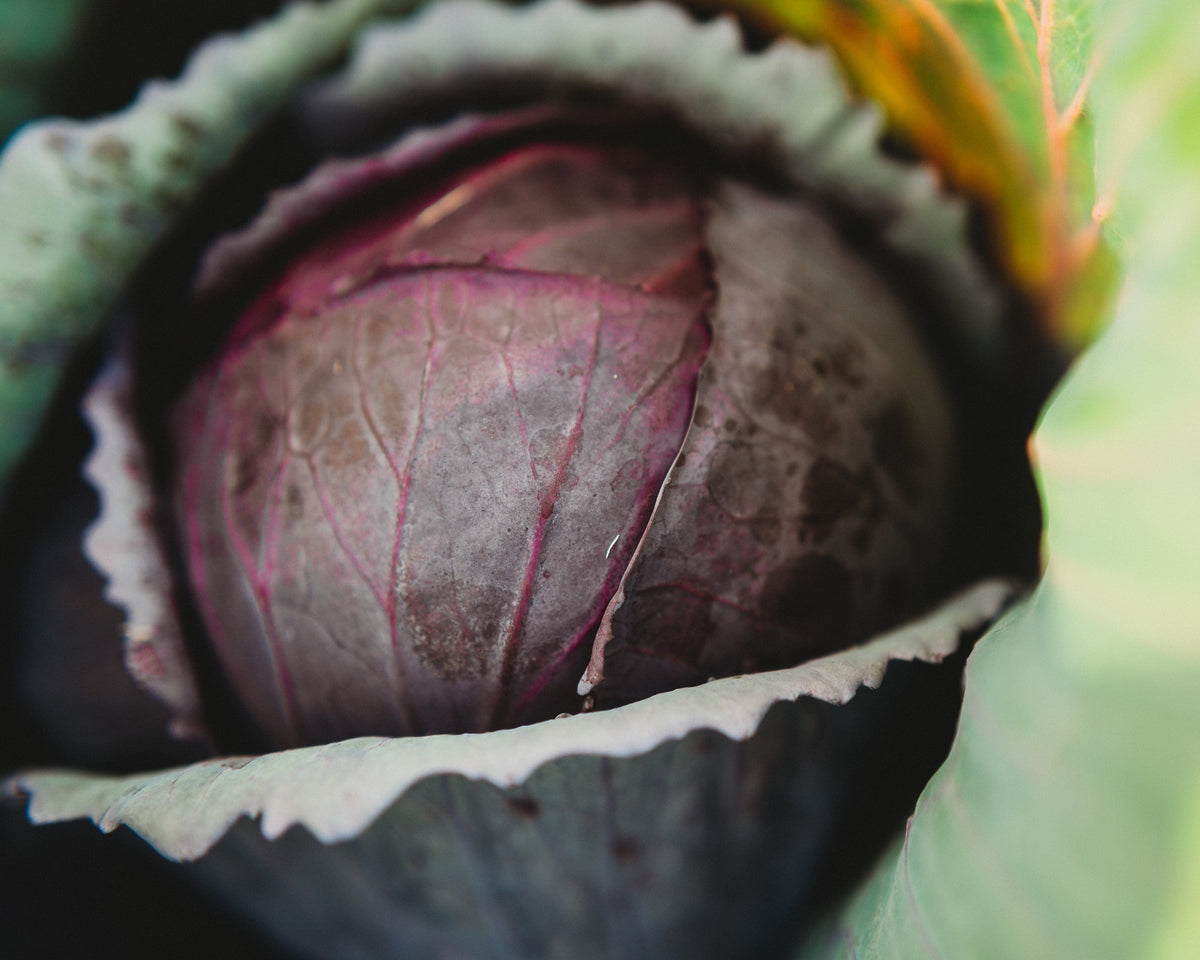 Red Acre Cabbage