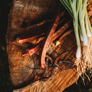 Red Burgundy Okra