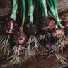 Red Burgundy Onion