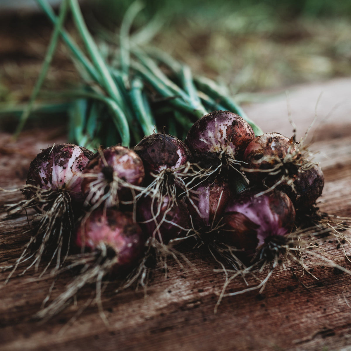 Red Burgundy Onion