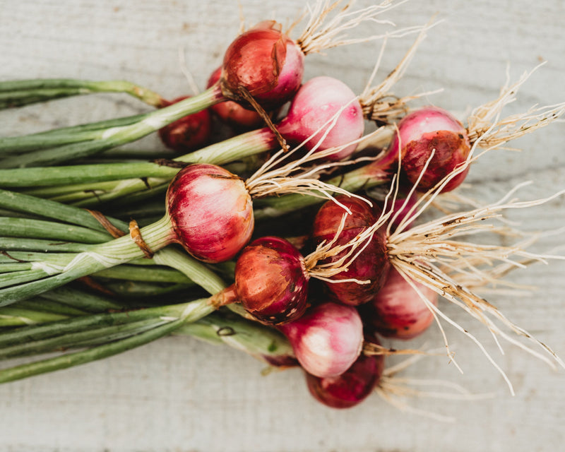 Red Creole Onion