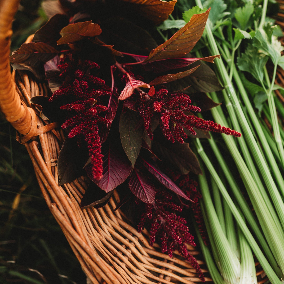 Red Garnet Amaranth