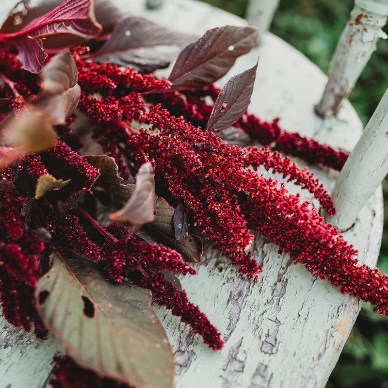 Red Garnet Amaranth