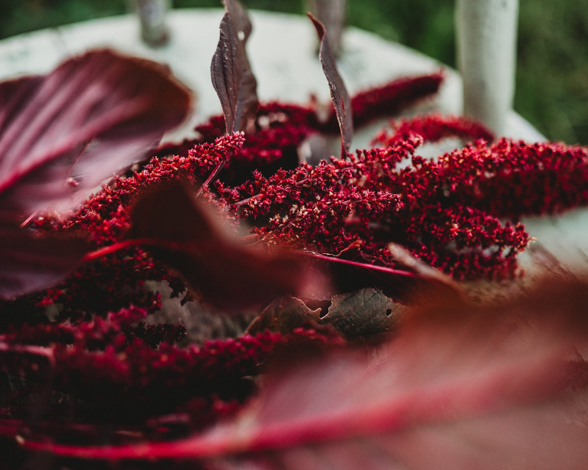 Red Garnet Amaranth