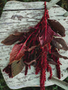 Red Garnet Amaranth