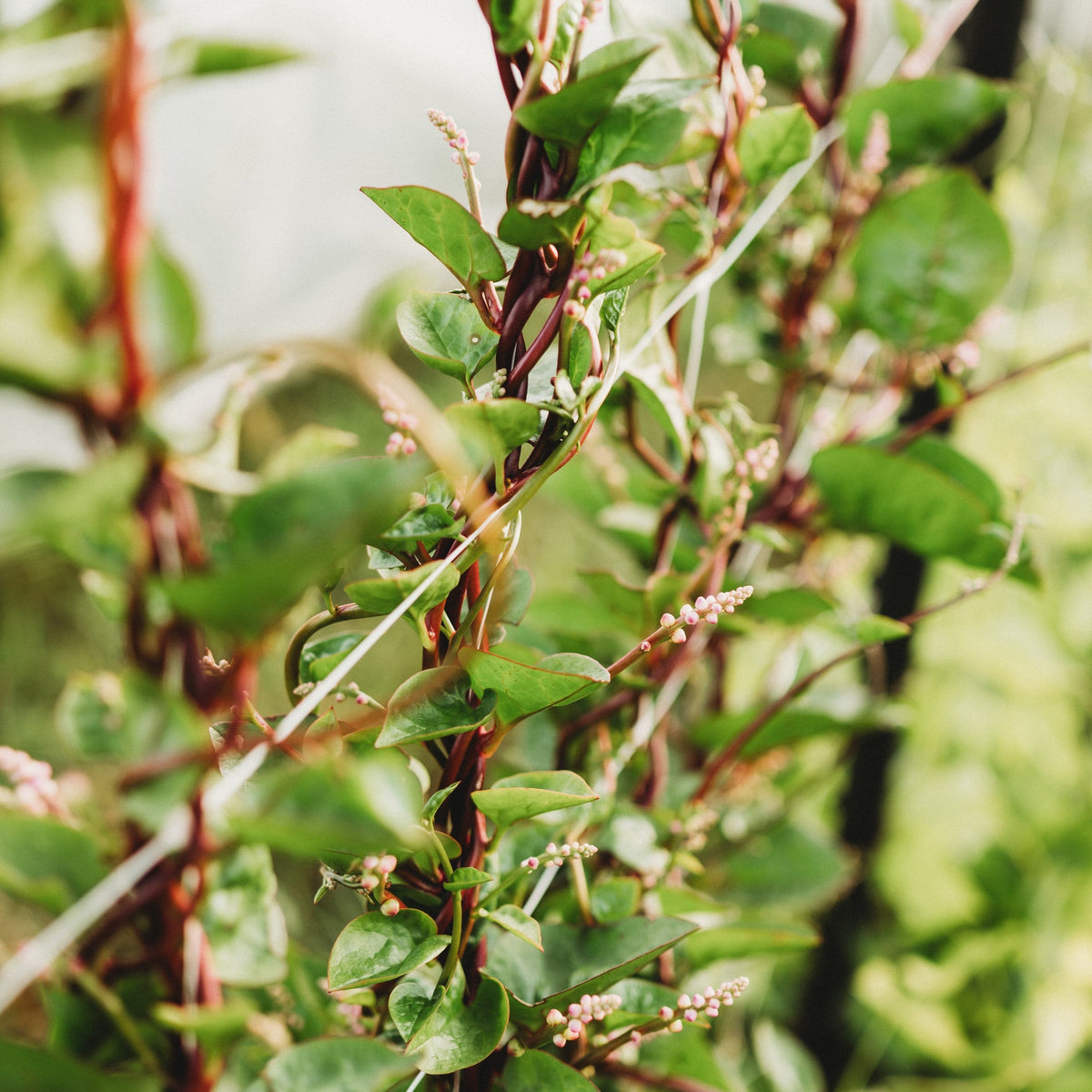 Red Malabar Spinach