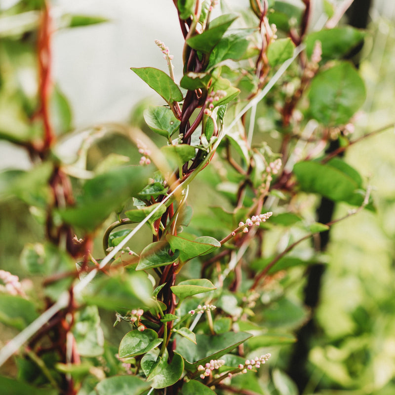 Red Malabar Spinach