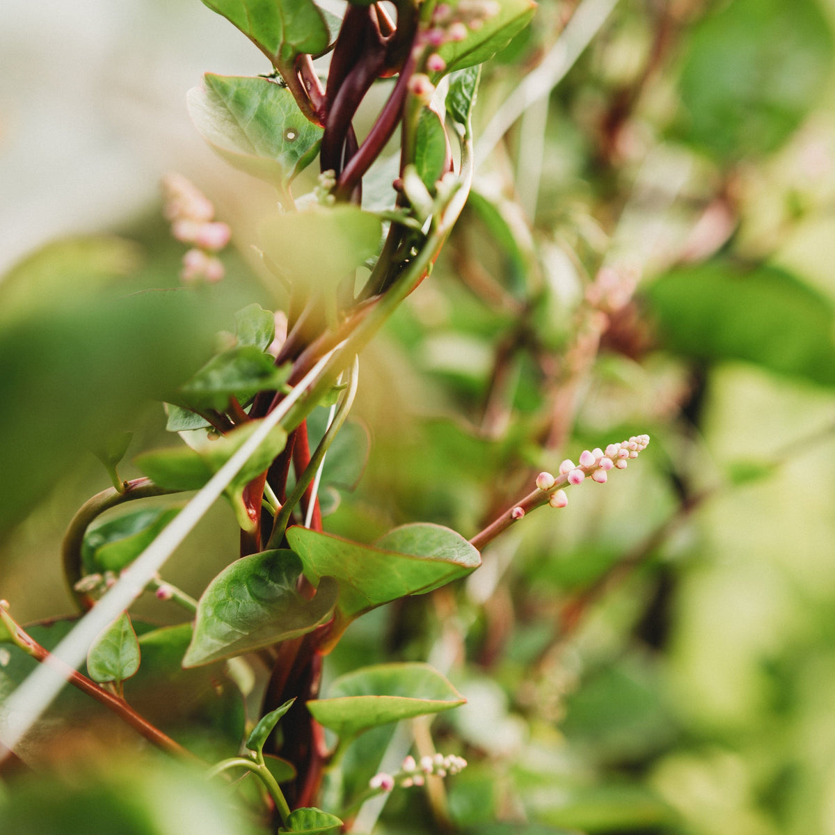 Red Malabar Spinach