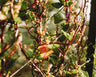 Red Malabar Spinach