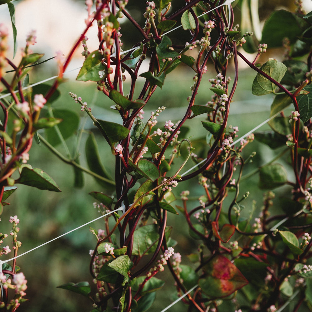 Red Malabar Spinach