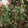 Red Malabar Spinach