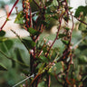 Red Malabar Spinach