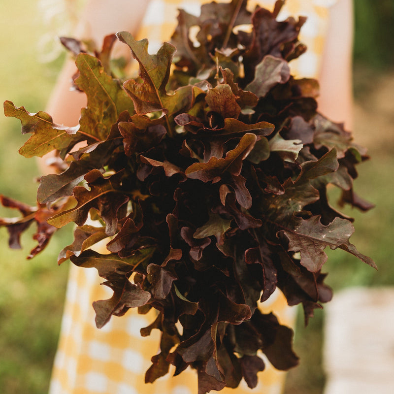 Red Salad Bowl Heirloom Leaf Lettuce