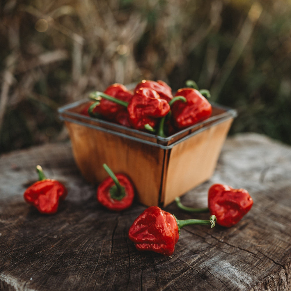 Red Scotch Bonnet Pepper