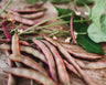 Red Swan Bush Bean