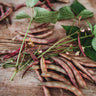 Red Swan Bush Bean