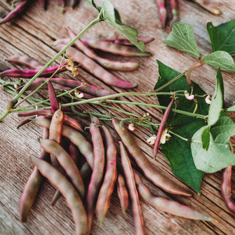 Red Swan Bush Bean