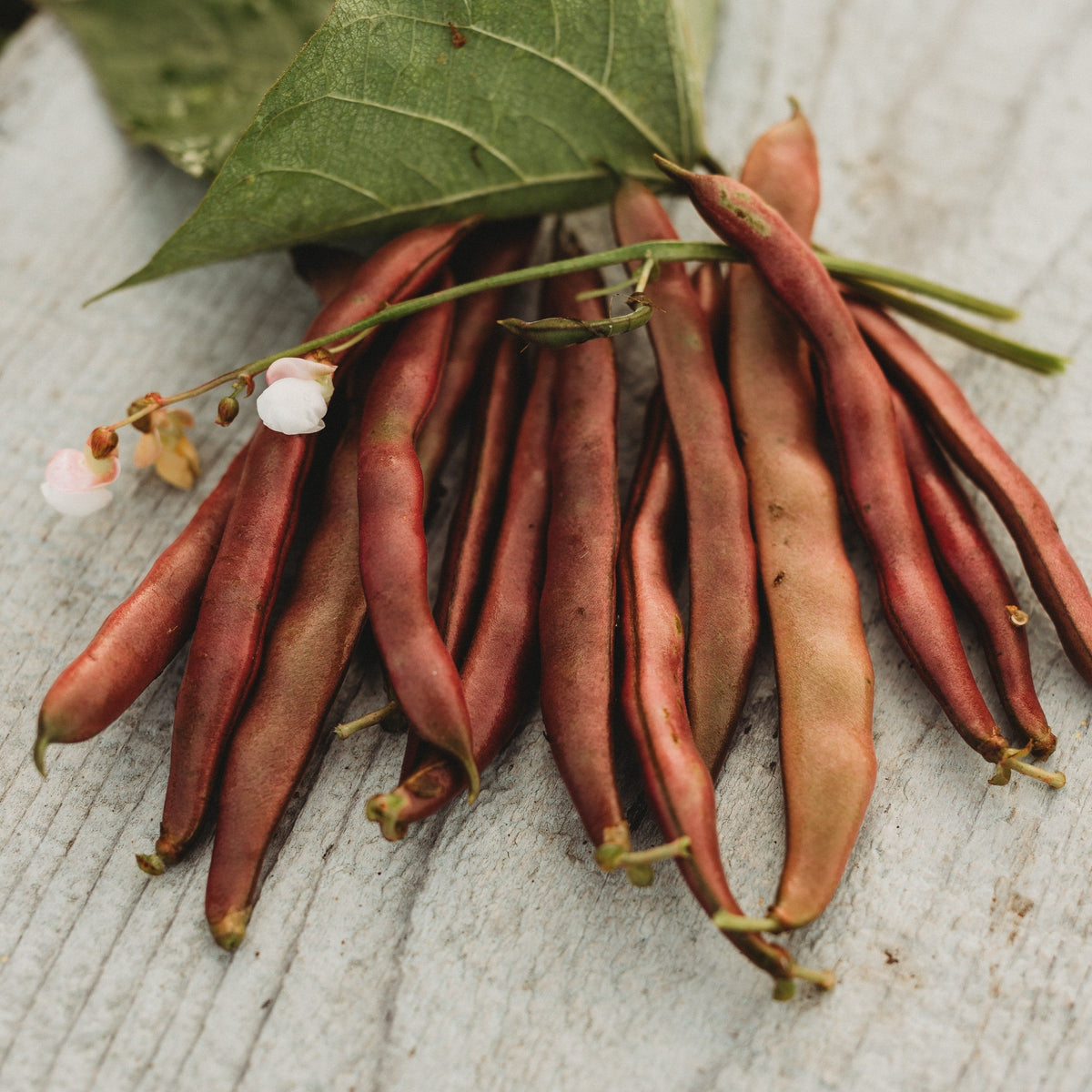 Red Swan Bush Bean