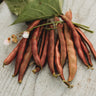 Red Swan Bush Bean