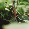 Red Swan Bush Bean