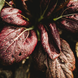 Red Tatsoi Mustard