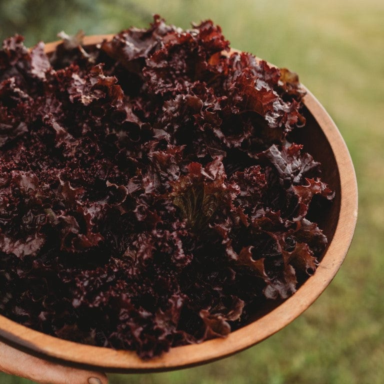 Red Velvet Leaf Lettuce