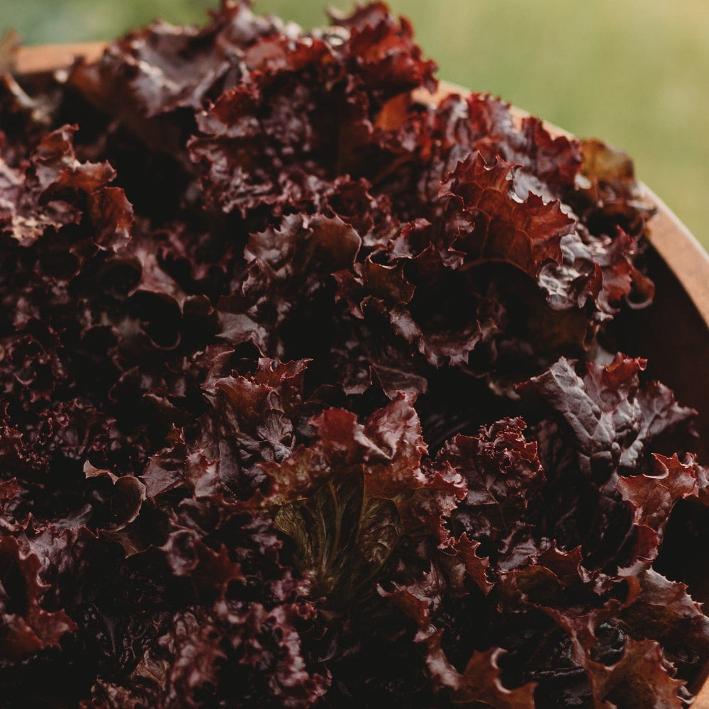 Red Velvet Leaf Lettuce