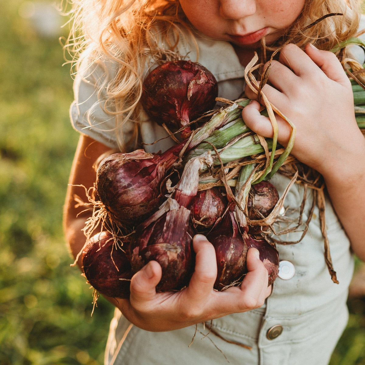 Red Wethersfield Onion