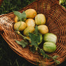 Richmond Green Apple Cucumber