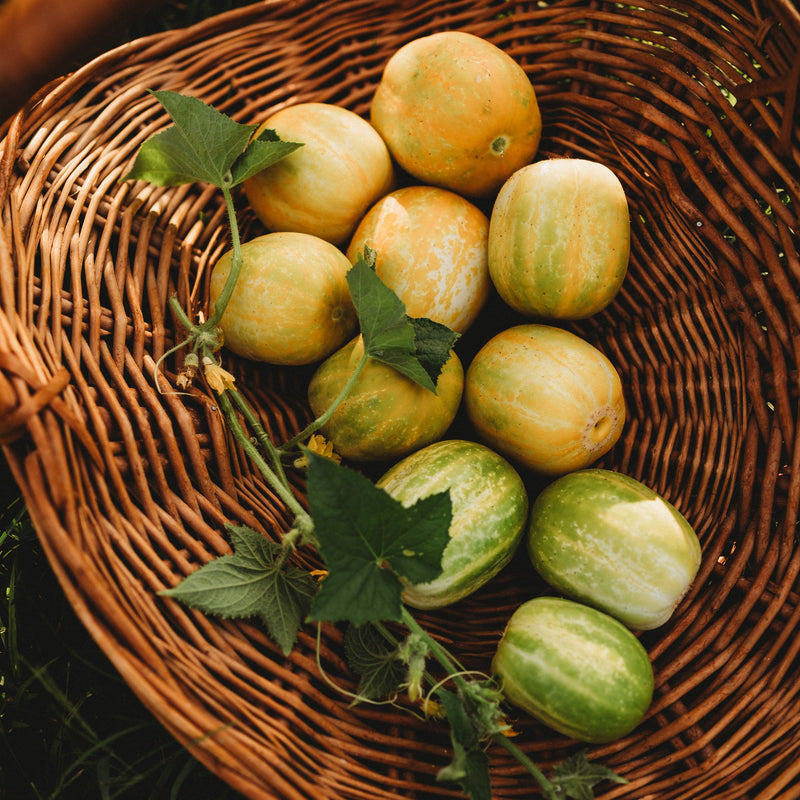 Richmond Green Apple Cucumber