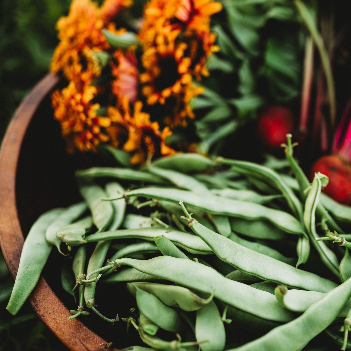 Roma II Bush Snap Green Bean