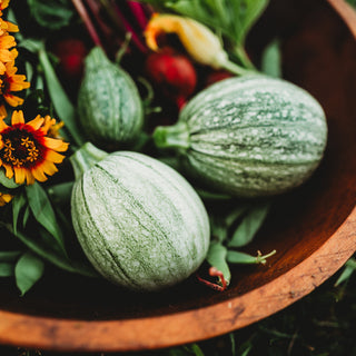 Ronde de Nice Zucchini (Round Zucchini)