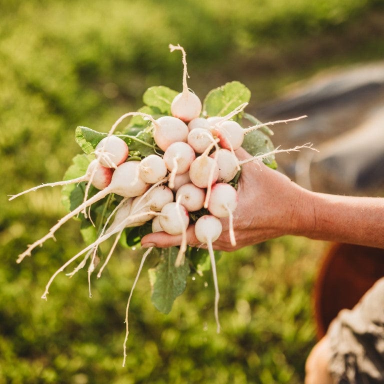 Roodkopje aka &quot;Read Head&quot; Radish