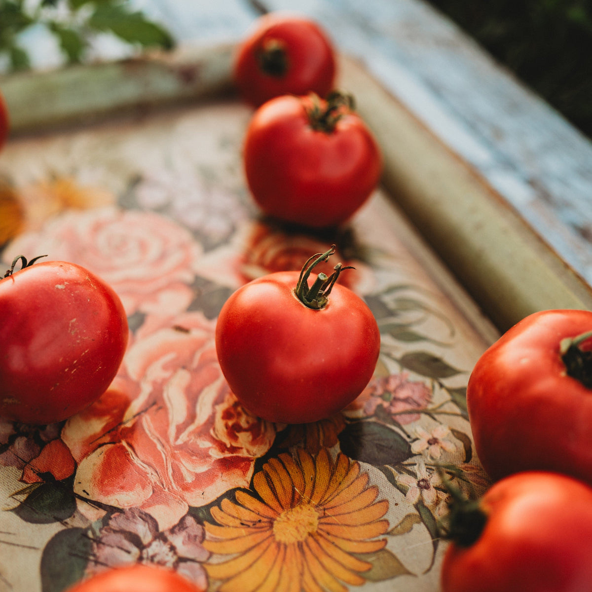 Rose de Berne Heirloom Tomato