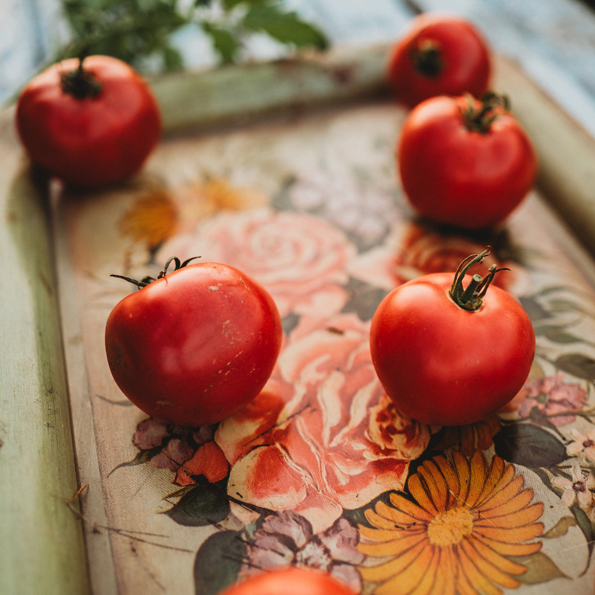 Rose de Berne Heirloom Tomato