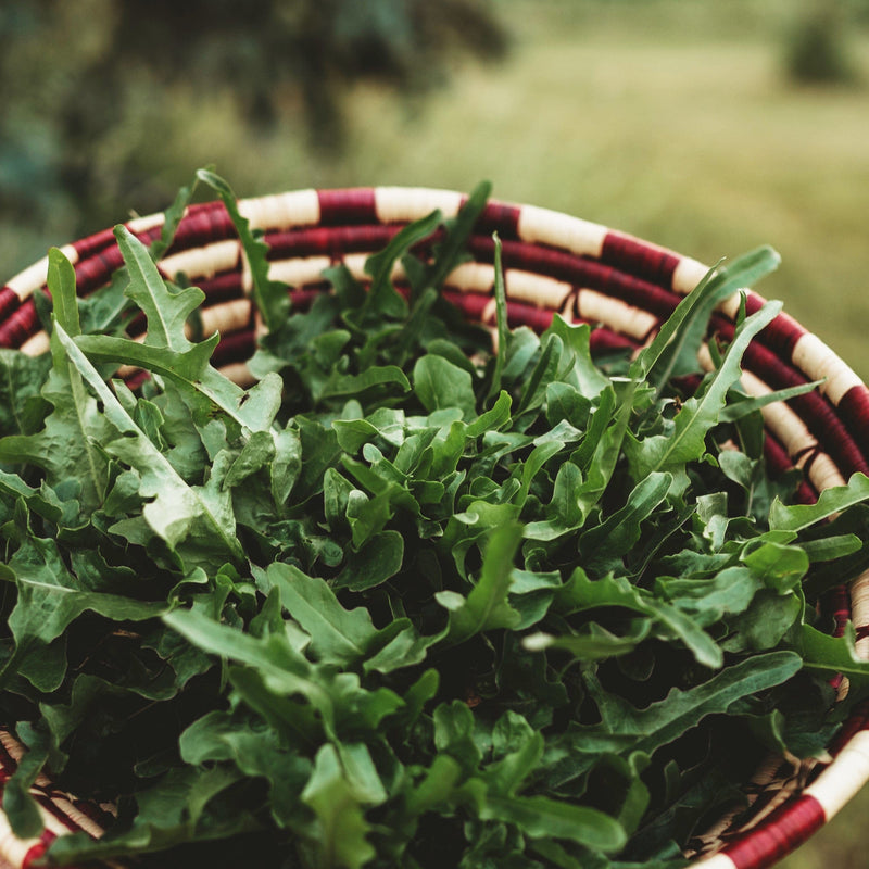 Royal Oakleaf Heirloom Lettuce