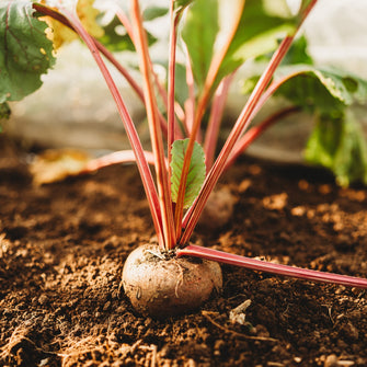 Ruby Queen Beet