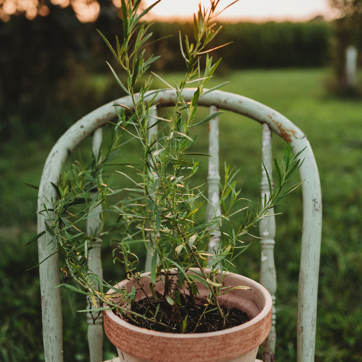 Russian Tarragon