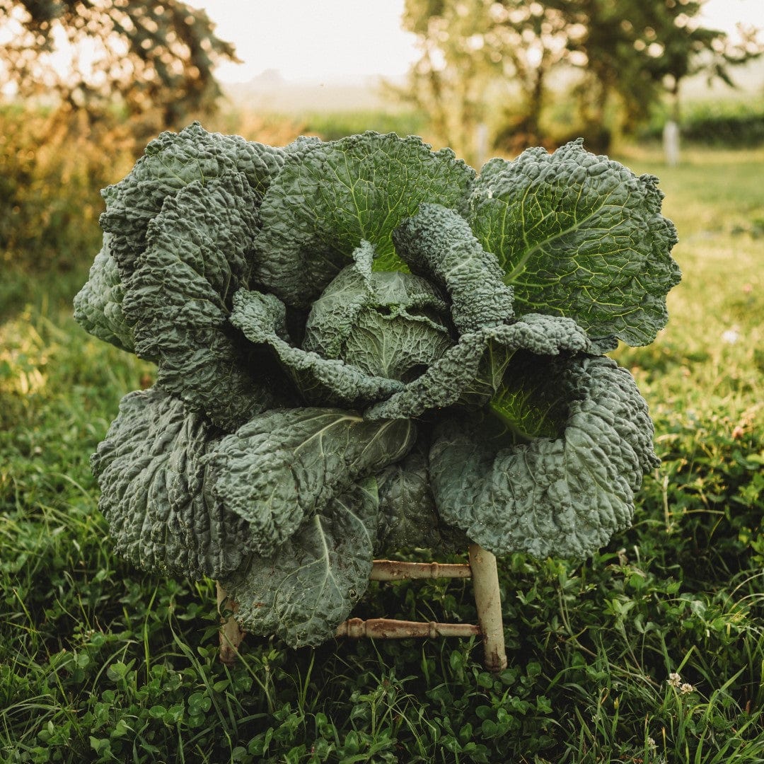 Savoy Perfection Cabbage