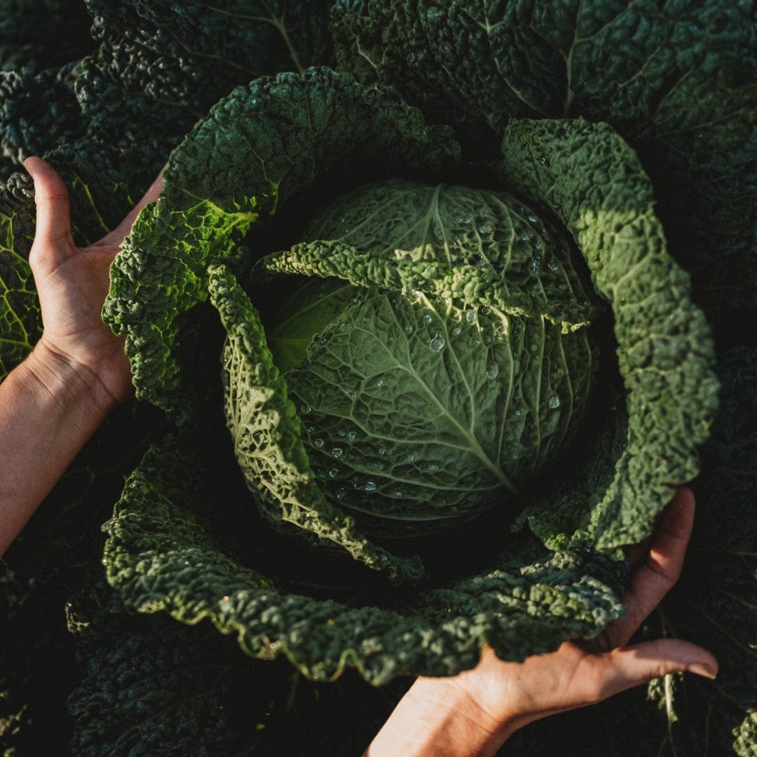 Savoy Perfection Cabbage