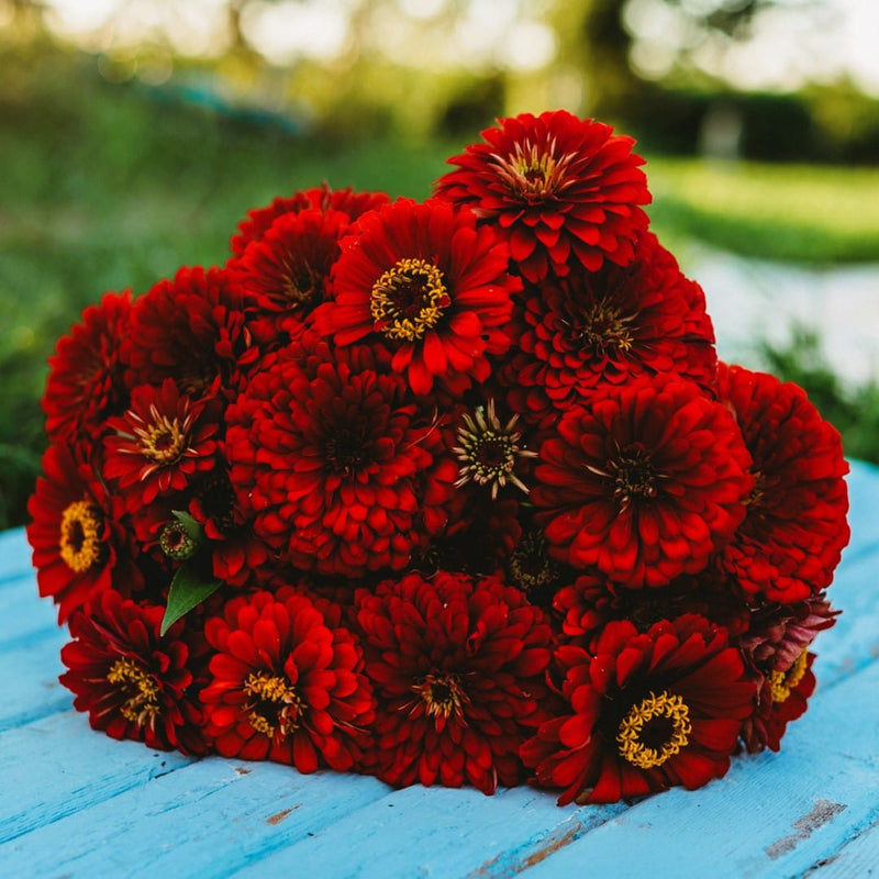 Scarlet Flame Zinnia