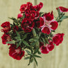 Scarlet Godetia