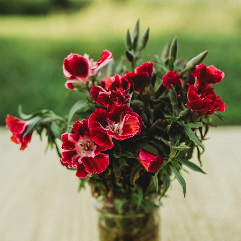 Scarlet Godetia