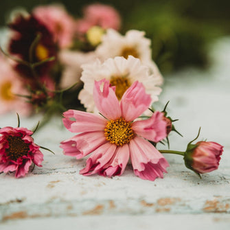 Sea Shells Cosmos Mix