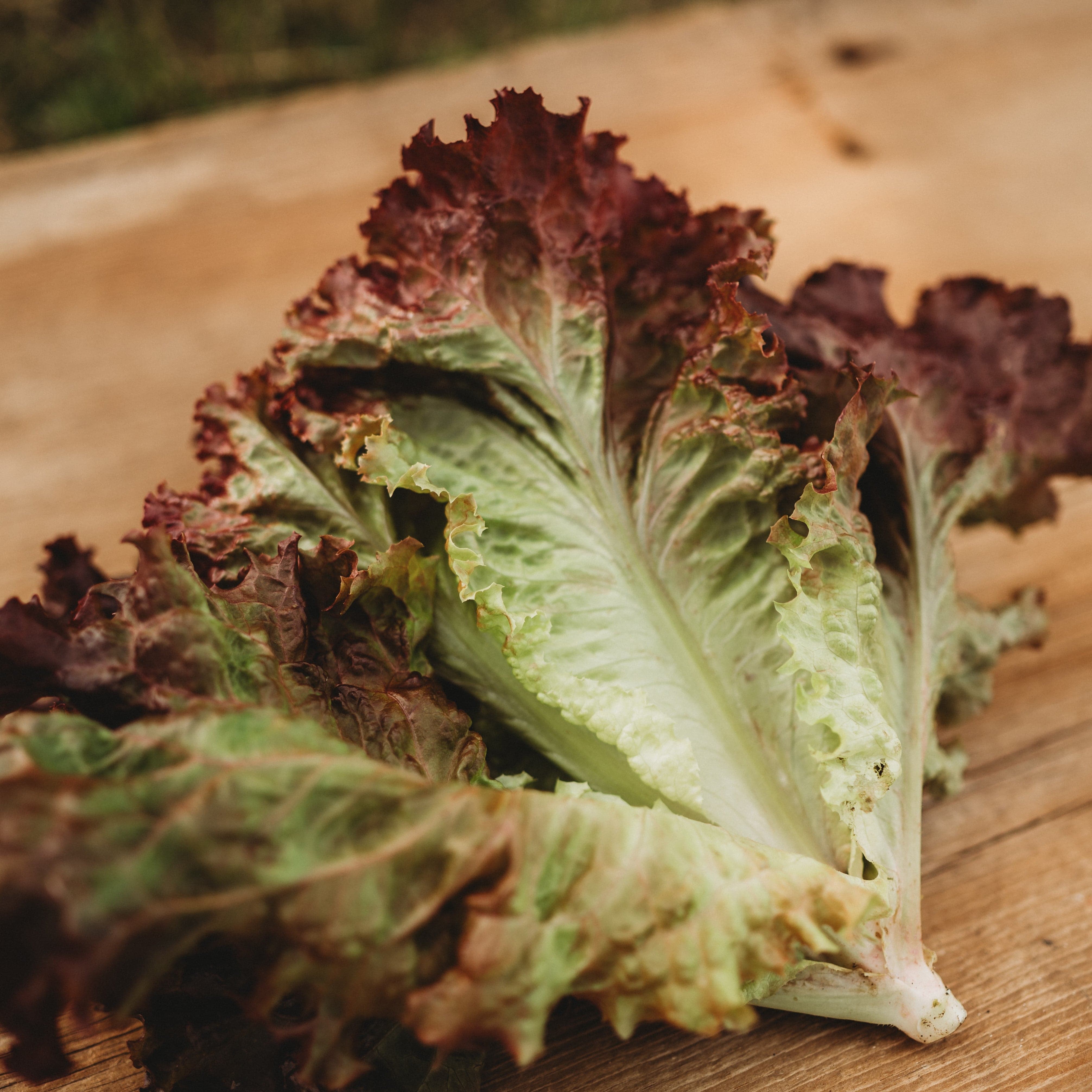 Heirloom Lettuce Seeds - Leafy, Butterhead, and Romaine Lettuce ...