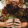 Selway Heirloom Leaf Lettuce