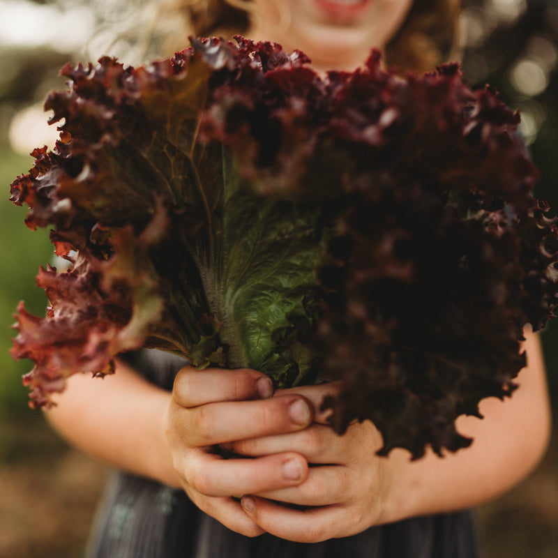 Selway Heirloom Leaf Lettuce