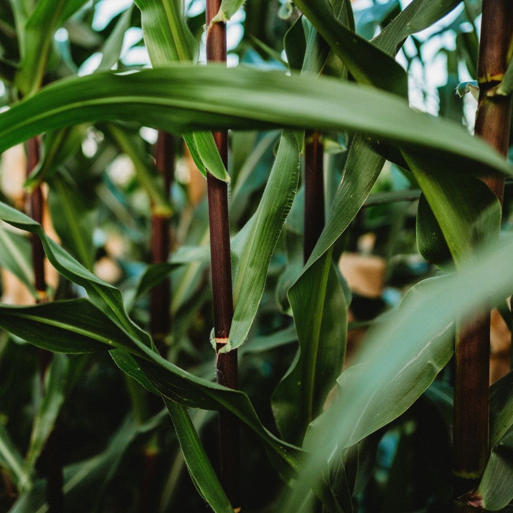 Seneca Red Stalker Corn